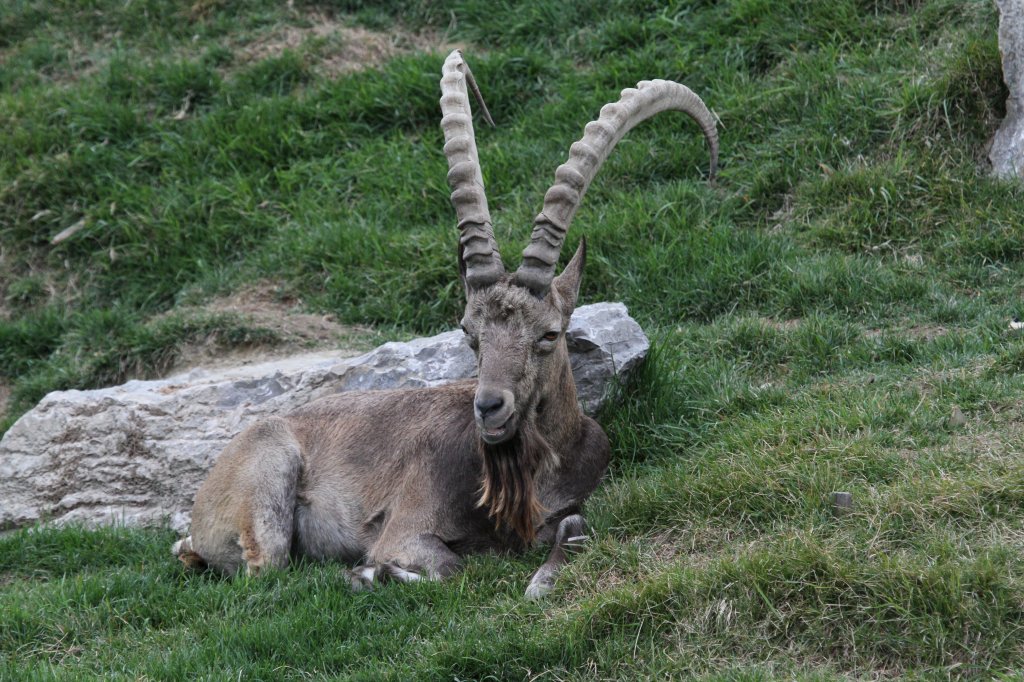 Sibirischer Steinbock (Capra sibirica) am 18.9.2010 im Zoo Sauvage de Saint-Flicien,QC.