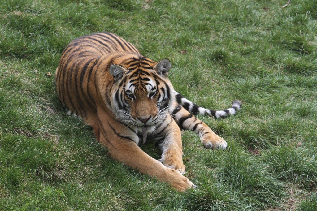 Sibirischer Tiger am 18.9.2010 im Zoo Sauvage de Saint-Flicien,QC.