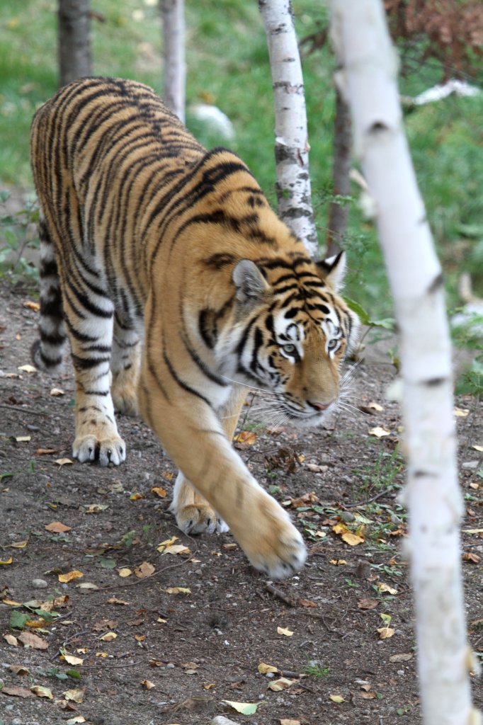 Sibirischer Tiger am 18.9.2010 im Zoo Sauvage de Saint-Flicien,QC.