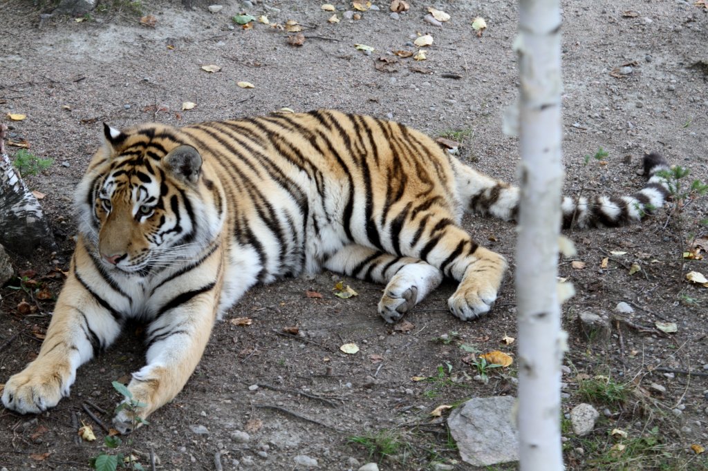 Sibirischer Tiger am 18.9.2010 im Zoo Sauvage de Saint-Flicien,QC.