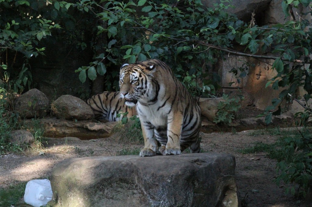 Sibirischer Tiger am 26.6.2010 im Leipziger Zoo.
