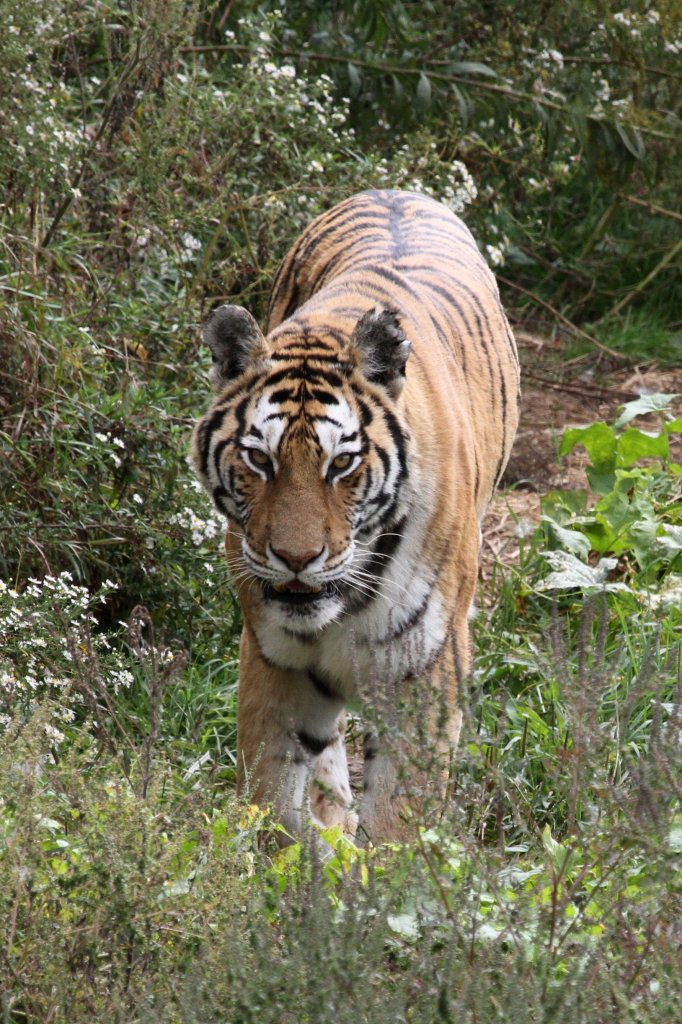 Sibirischer Tiger am 26.9.2010 im Jungle Cat World Wildlife Park in Orono,Ont.