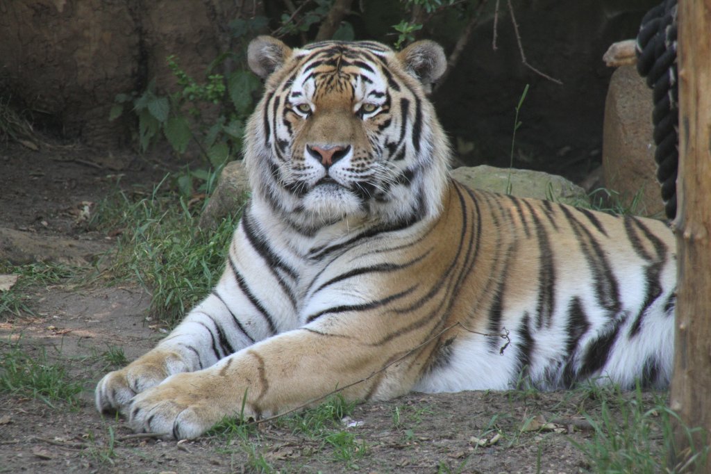 Sibirischer Tiger am 27.6.2010 im Leipziger Zoo.