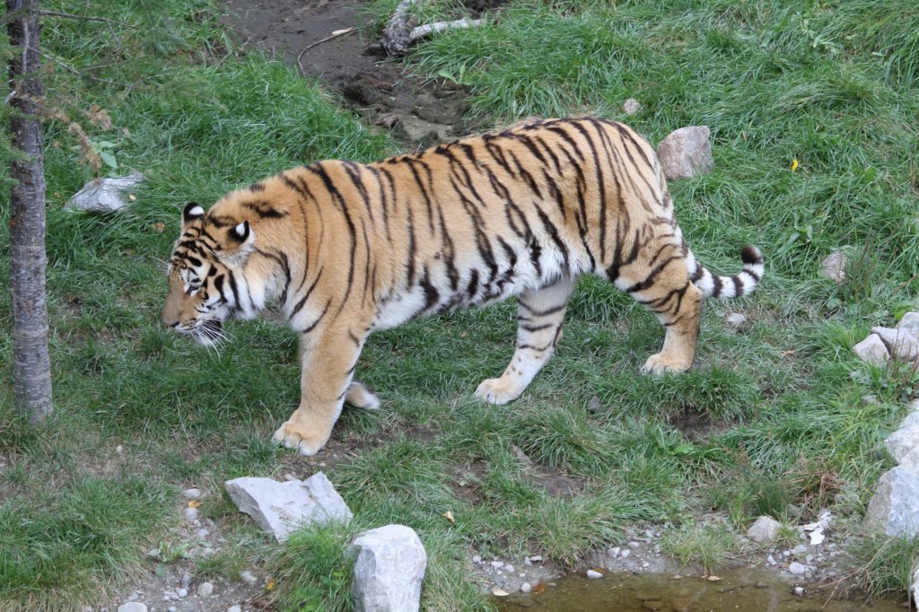 Sibirischer Tiger auf dem Weg zum spielen. Zoo Sauvage de Saint-Flicien,QC am 18.9.2010.
