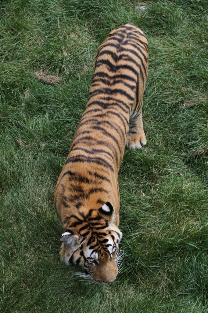 Sibirischer Tiger aus der Vogelsicht. Zoo Sauvage de Saint-Flicien,QC am 18.9.2010.