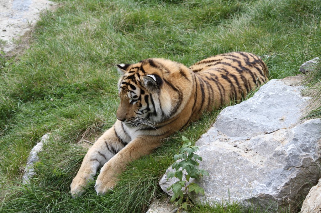 Sibirischer Tiger beim Nickerchen. Zoo Sauvage de Saint-Flicien,QC am 18.9.2010.