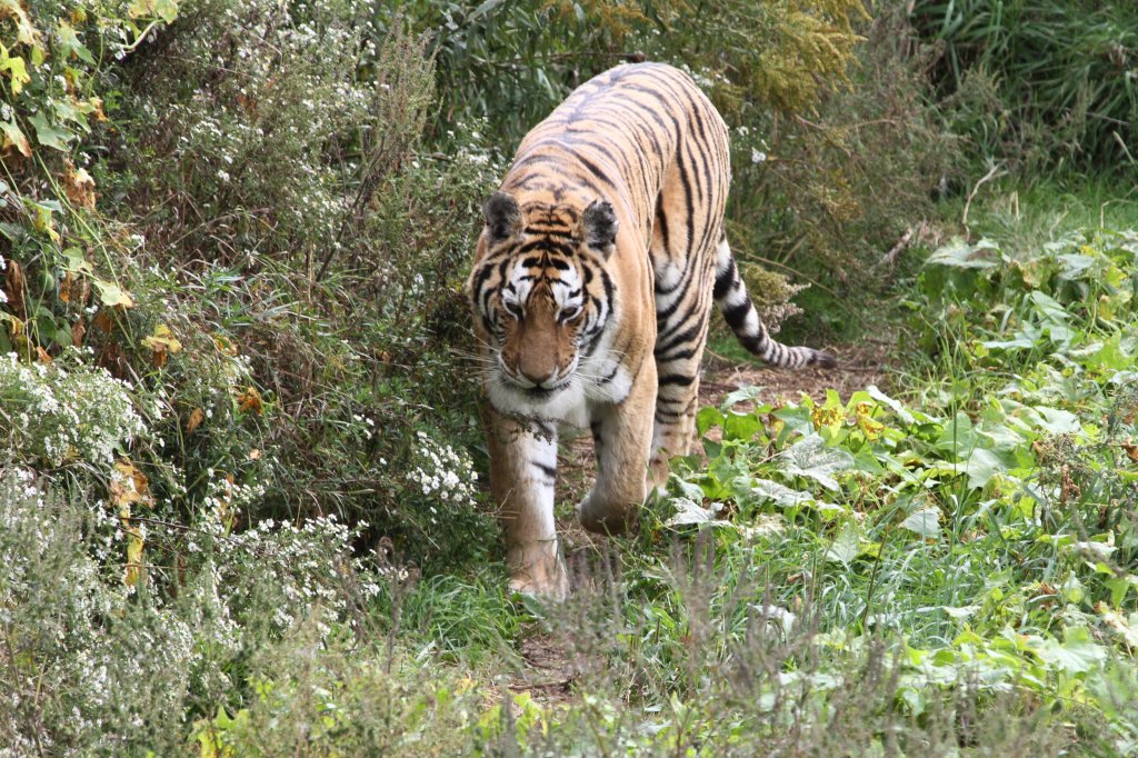 Sibirischer Tiger beim Rundgang. Jungle Cat World Wildlife Park Orono,Ont am 26.9.2010.