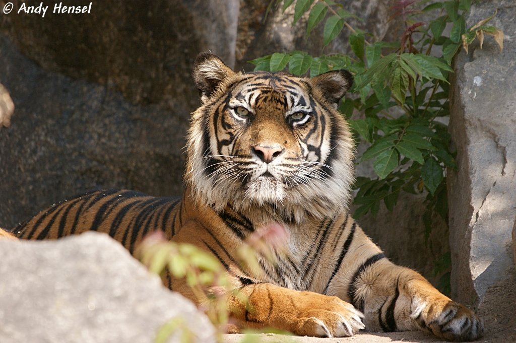 Sibirischer Tiger oder auch Amurtiger