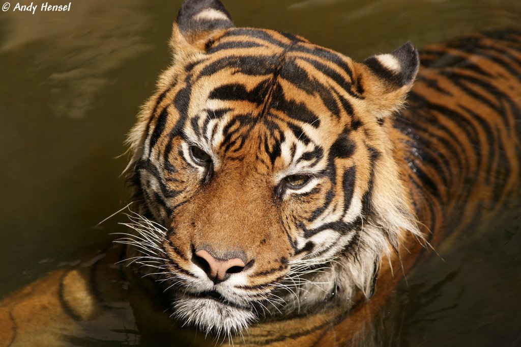 Sibirischer Tiger oder auch Amurtiger beim Abkhlen.