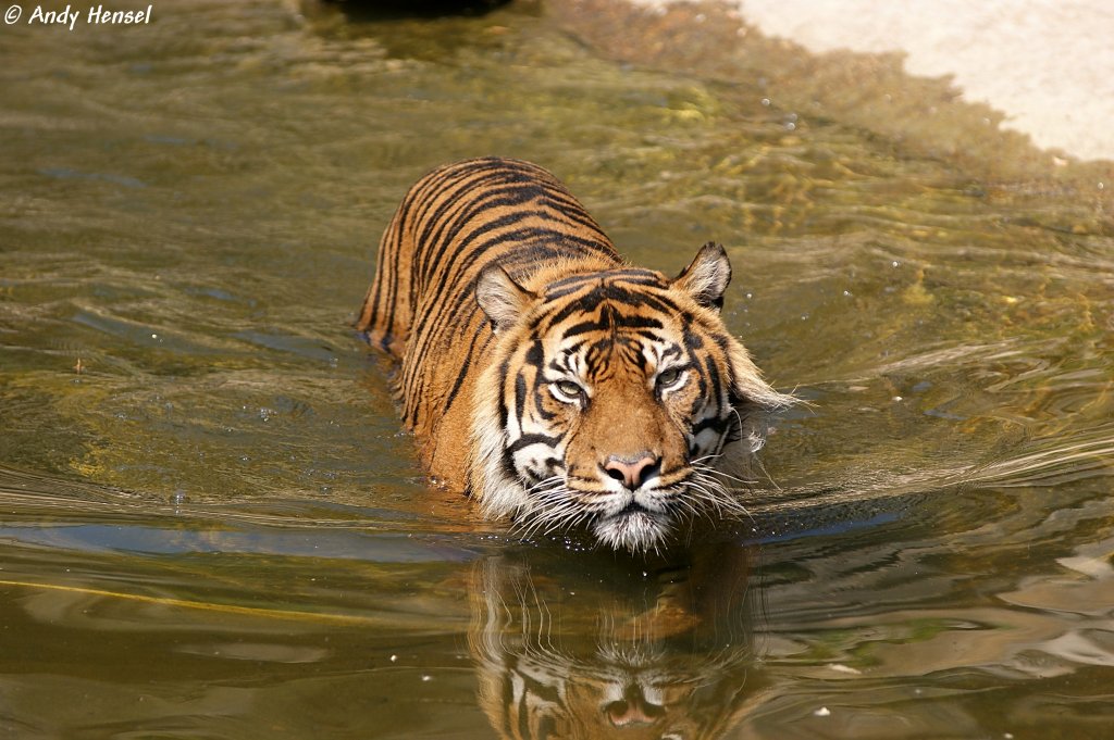 Sibirischer Tiger oder auch Amurtiger