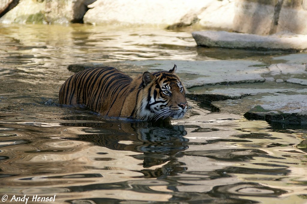 Sibirischer Tiger oder auch Amurtiger