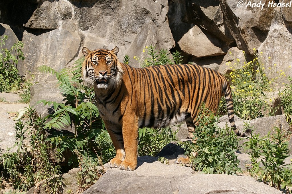 Sibirischer Tiger oder auch Amurtiger