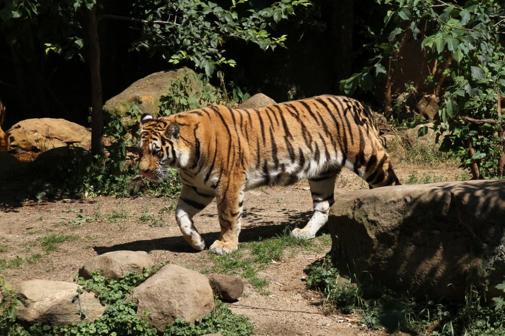 Sibirischer Tiger (Panthera tigris altaica) am 27.6.2010 im Leipziger Zoo.