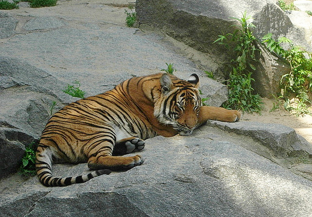 Sibirischer Tiger - Tierpark Berlin 