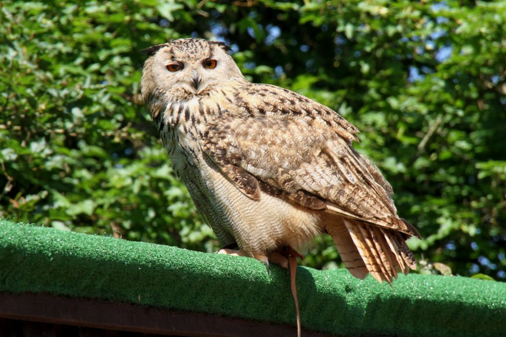 Sibirischer Uhu (Bubo bubo sibiricus) am 4.6.2010 im Vogelpark Steinen.

