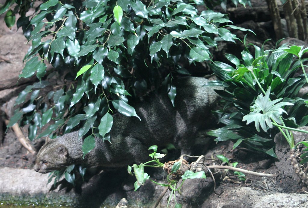 Sich anschleichender Jaguarundi (Puma yagouaroundi) am 10.3.2010 im Zoo Berlin.