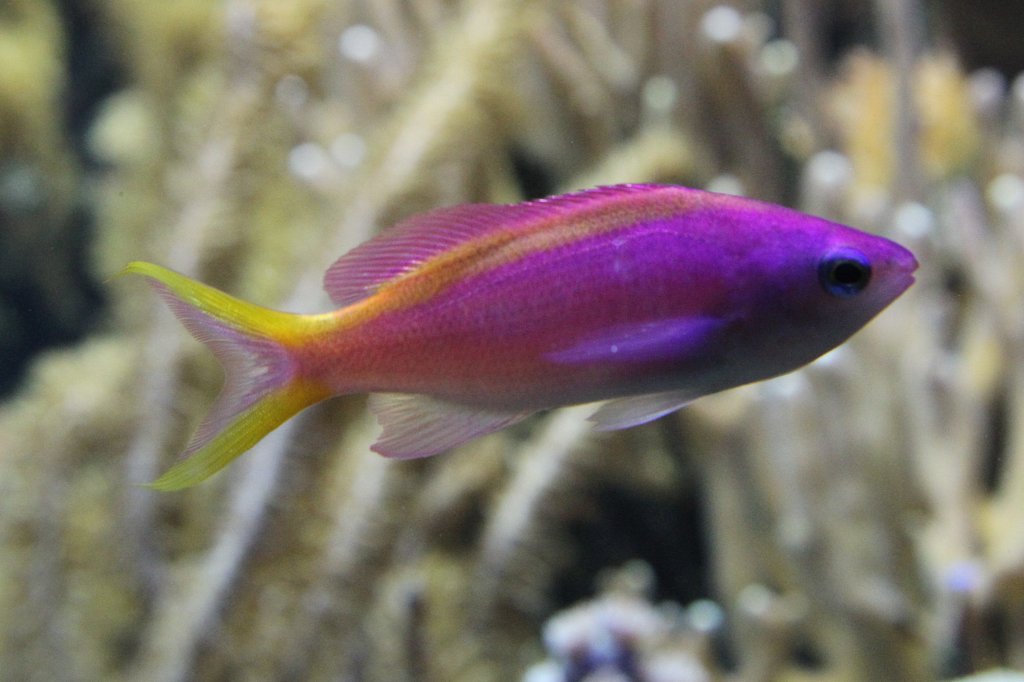 Sichel-Fahnenbarsch (Pseudanthias dispar) am 19.3.2010 im Zooaquarium Basel.