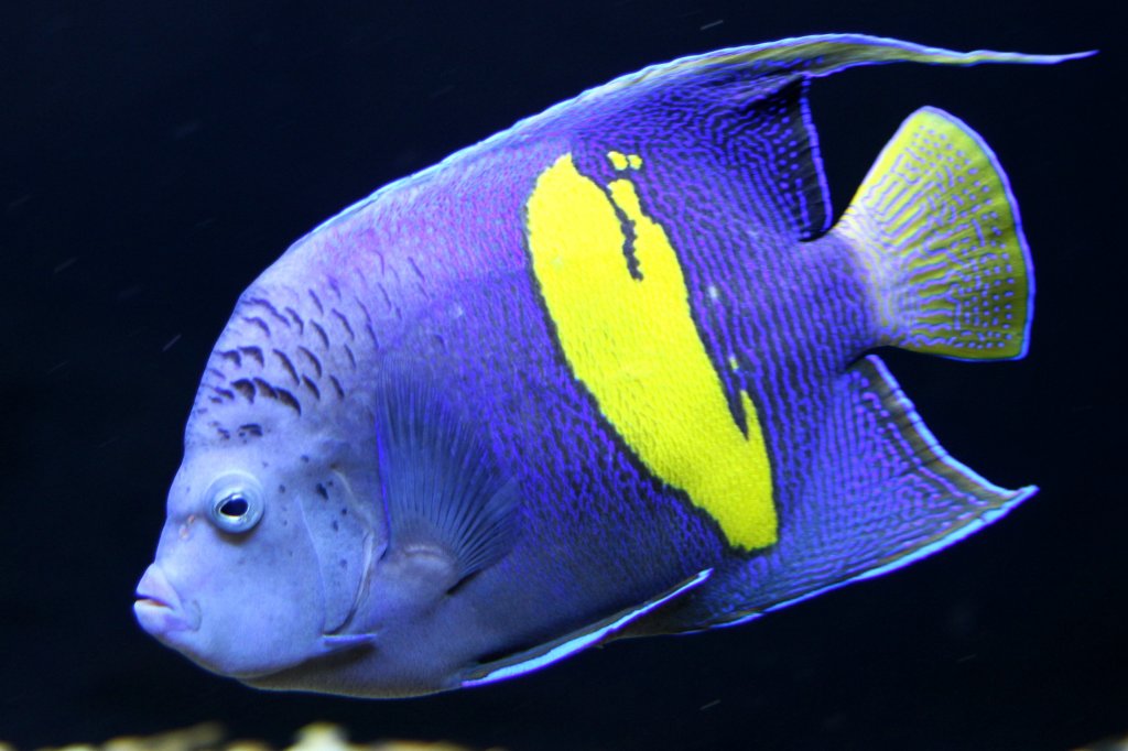 Sichel-Kaiserfisch oder Arabischer Kaiserfisch (Pomacanthus maculosus) am 23.4.2010 im Meeresaquarium Zella-Mehlis.