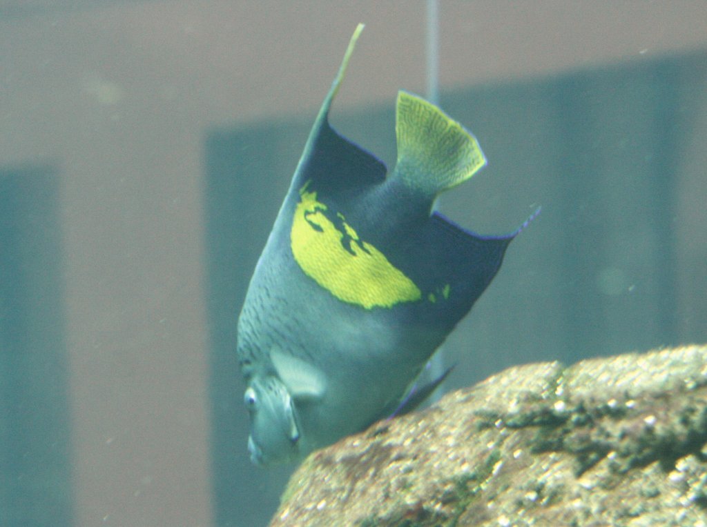 Sichel-Kaiserfisch (Pomacanthus maculosus) am 10.1.2010 im Aquadom Berlin.