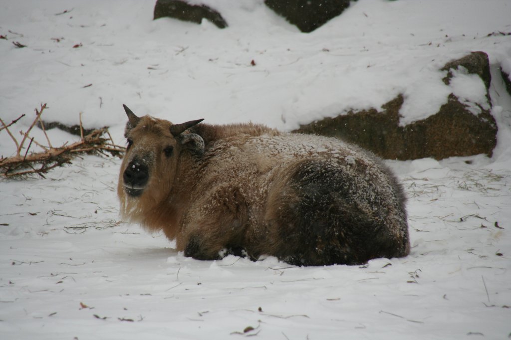 Sichuan-Takin (Budorcas taxicolor tibetana) beim Ausruhen im Schnee. Tierpark Berlin am 9.1.2010.