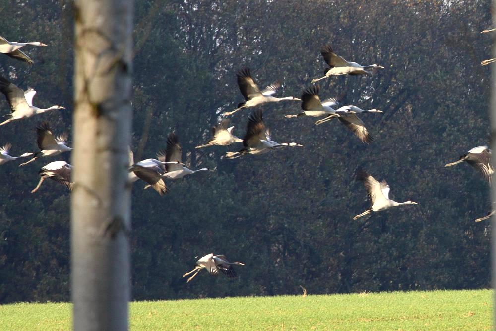 Sie gelten als die snsiebelsten Vgel im Tierreich. Aufgeschreckt durch eine falsche und unvorsichtige Bewegung starten ber 100 Kraniche von einem Feld in der Champagne; 17.11.2011