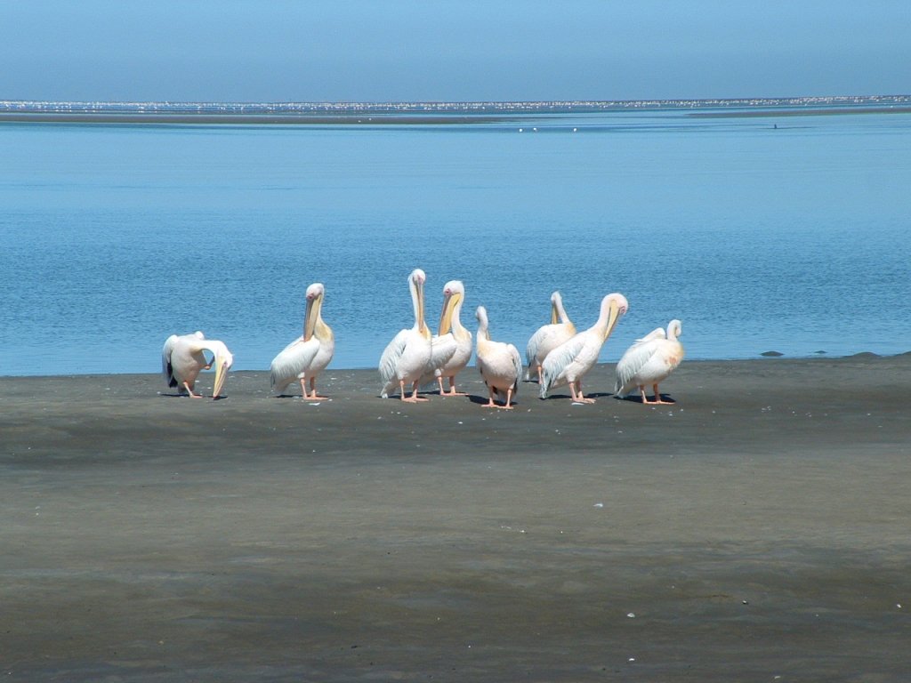 Sie jagen nicht nur gemeinsam, auch wird gemeinsam Toilette gemacht. Pelikane in der Walvisbay, Namibia.