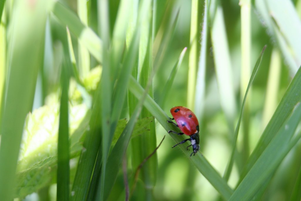 Siebenpunkt-Marienkfer (Coccinella 7-punctata) an einem Grashalm. Renchen, 2.5.2008.
