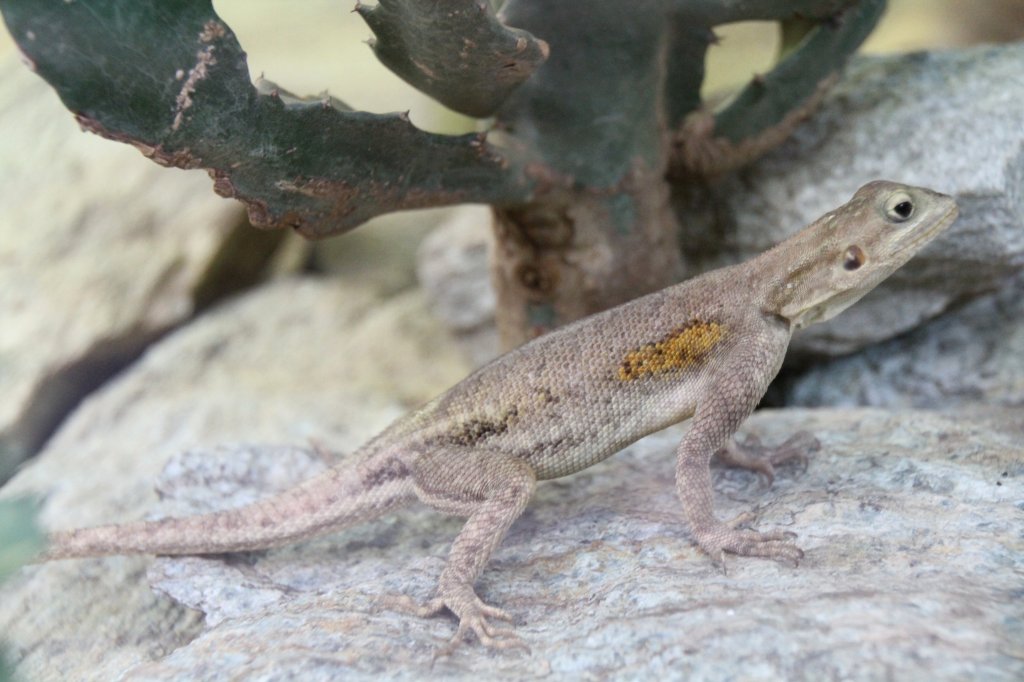 Siedleragame (Agama agama) am 26.6.2010 im Leipziger Zoo.
