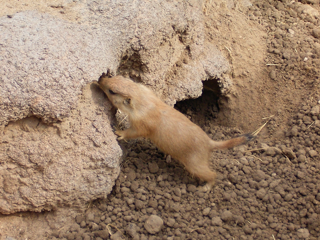 Sieht aus wie ein kleines Wildschweinchen, ist aber auch ein Prriehund im Zoo von Houston, TX (27.05.09)