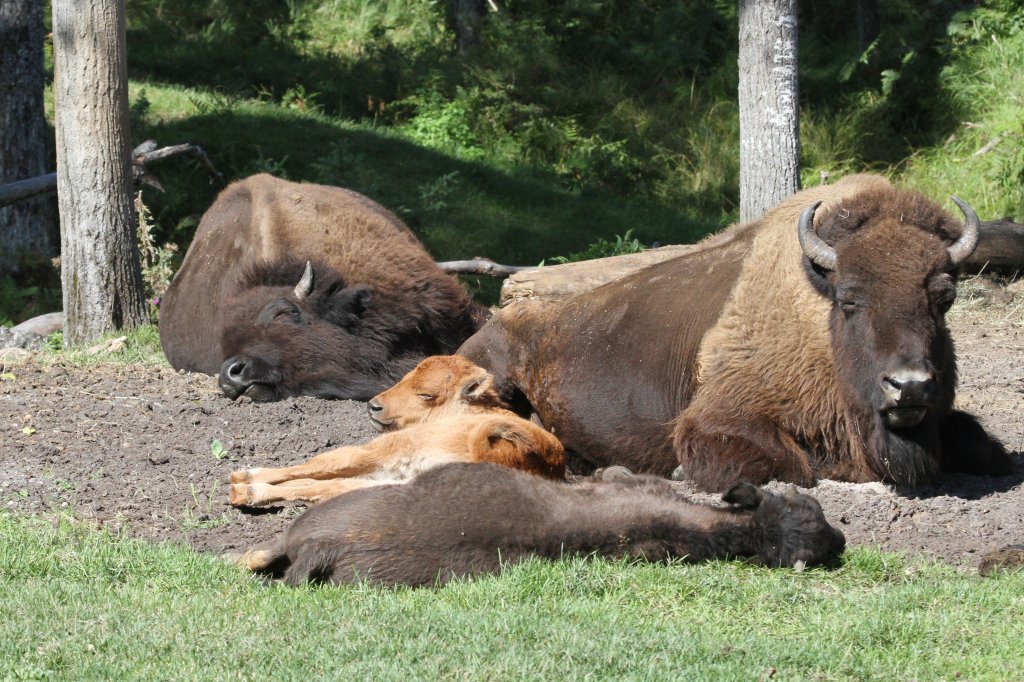 Siesta! Amerikanische Bisons (Bison bison) am 18.9.2010 im Zoo Sauvage de Saint-Flicien,QC.
