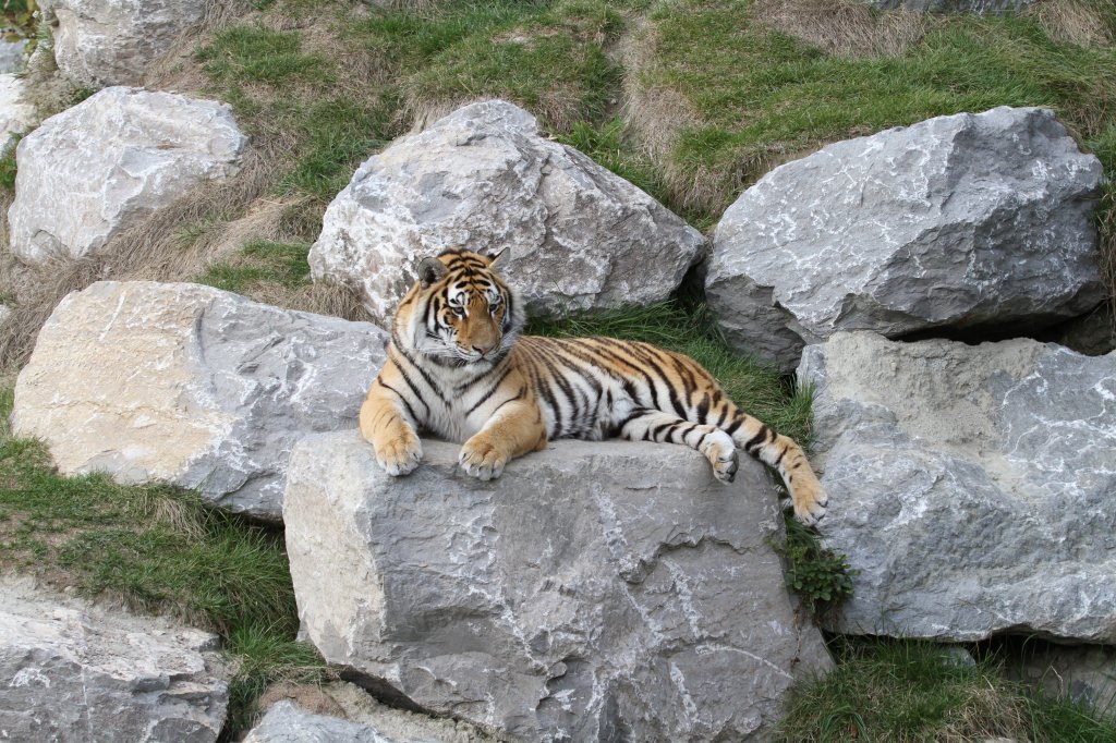 Siesta auf dem Felsen. Sibirischer Tiger am 18.9.2010 im Zoo Sauvage de Saint-Flicien,QC.
