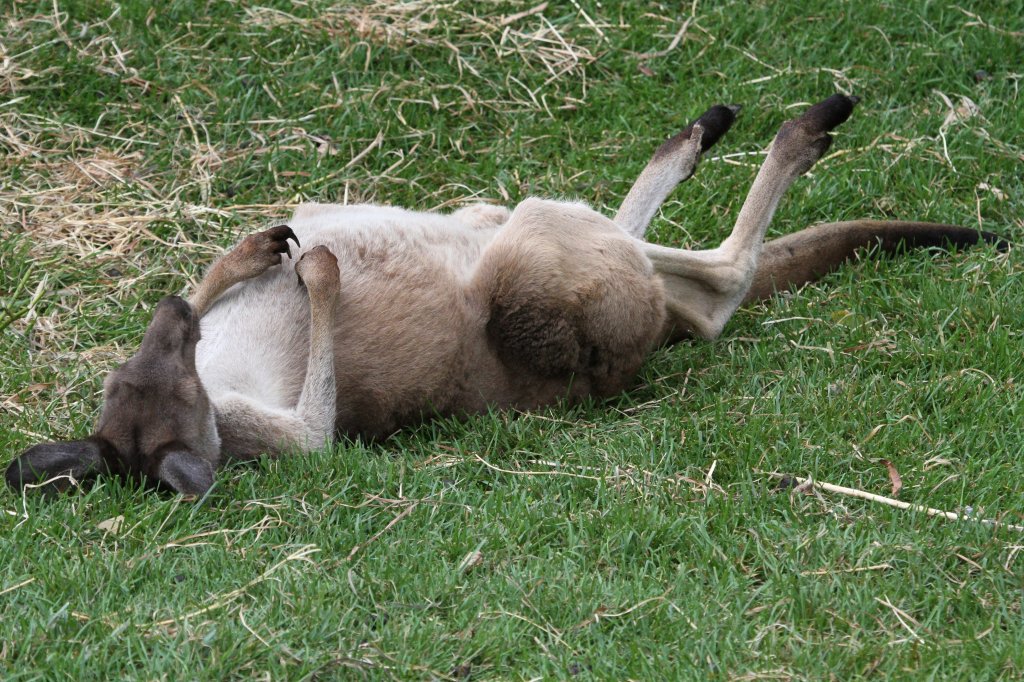 Siesta! Westliches Graues Riesenknguru (Macropus fuliginosus) am 25.9.2010 im Toronto Zoo.
