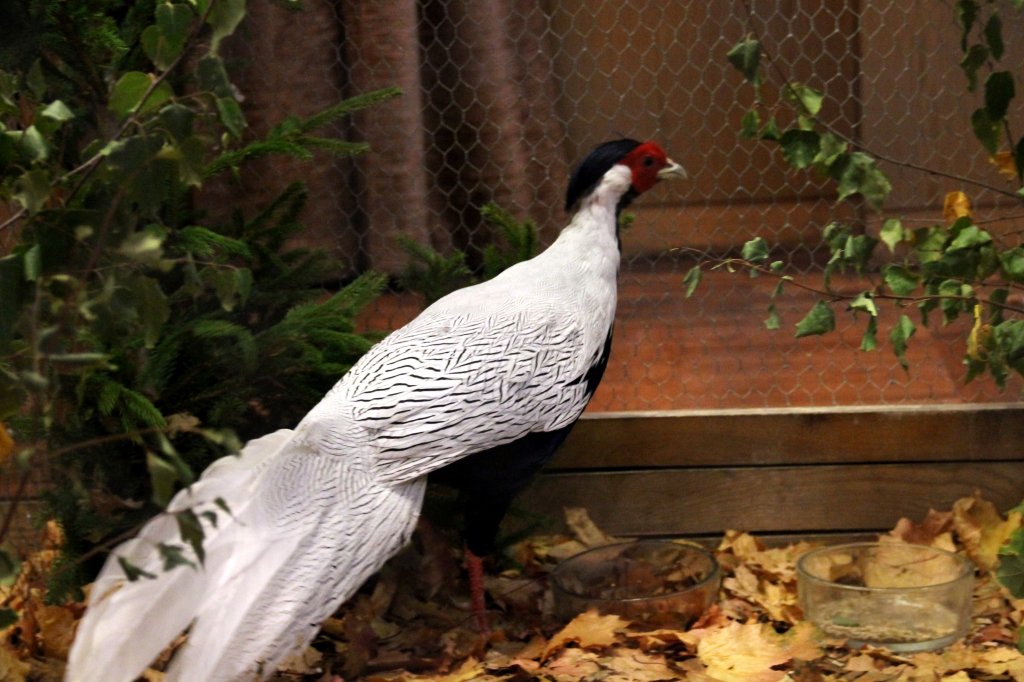 Silberfasan. Foto 20.10.12