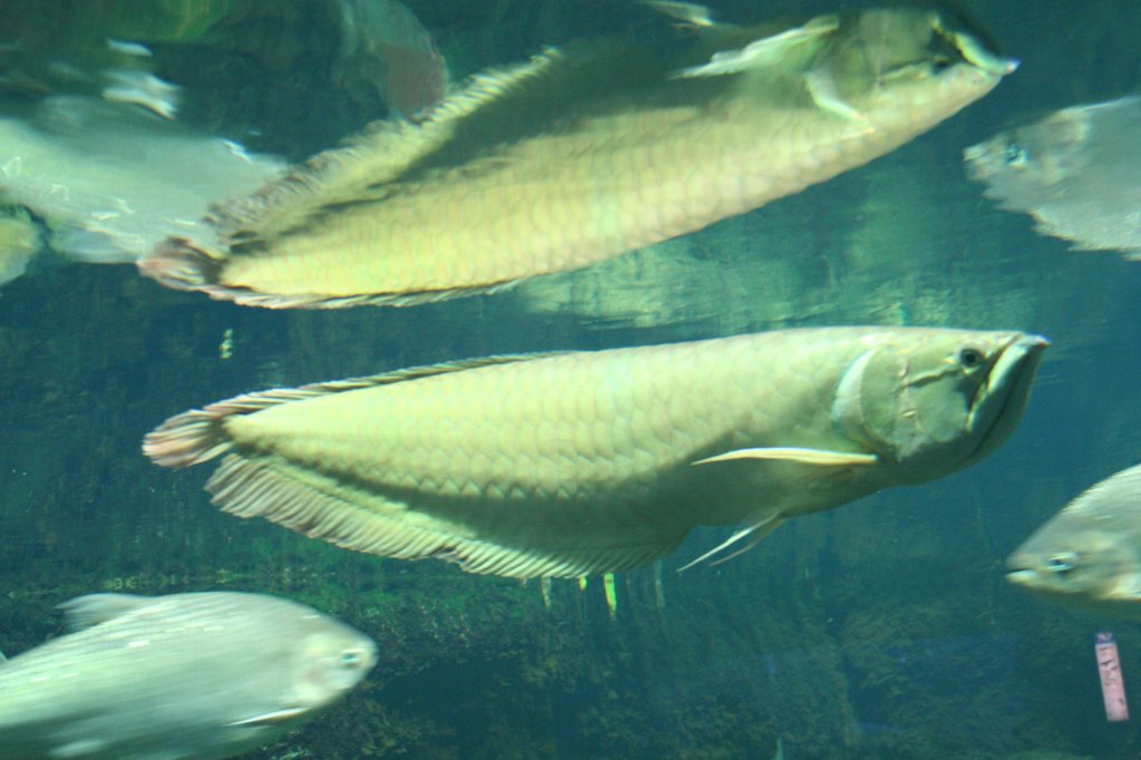 Silbergabelbart oder auch Arowana (Osteoglossum bicirrhosum) am 12.12.2009 im Aquarium des Berliner Zoos.