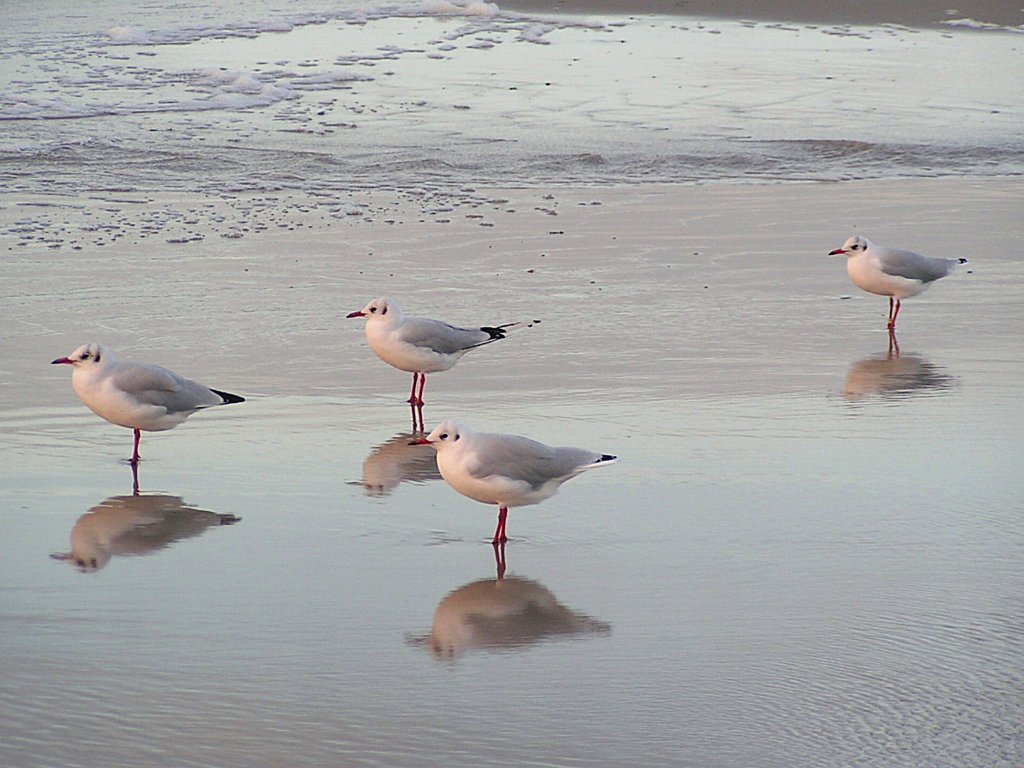 Silberkopfmwen beim abendlichen Strandspaziergang bei Warnemnde;070826 