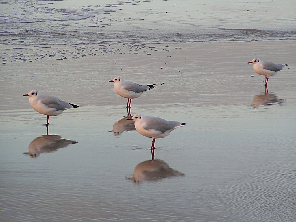 Silberkopfmöwen spiegeln sich am Strand von Warnemünde;070826