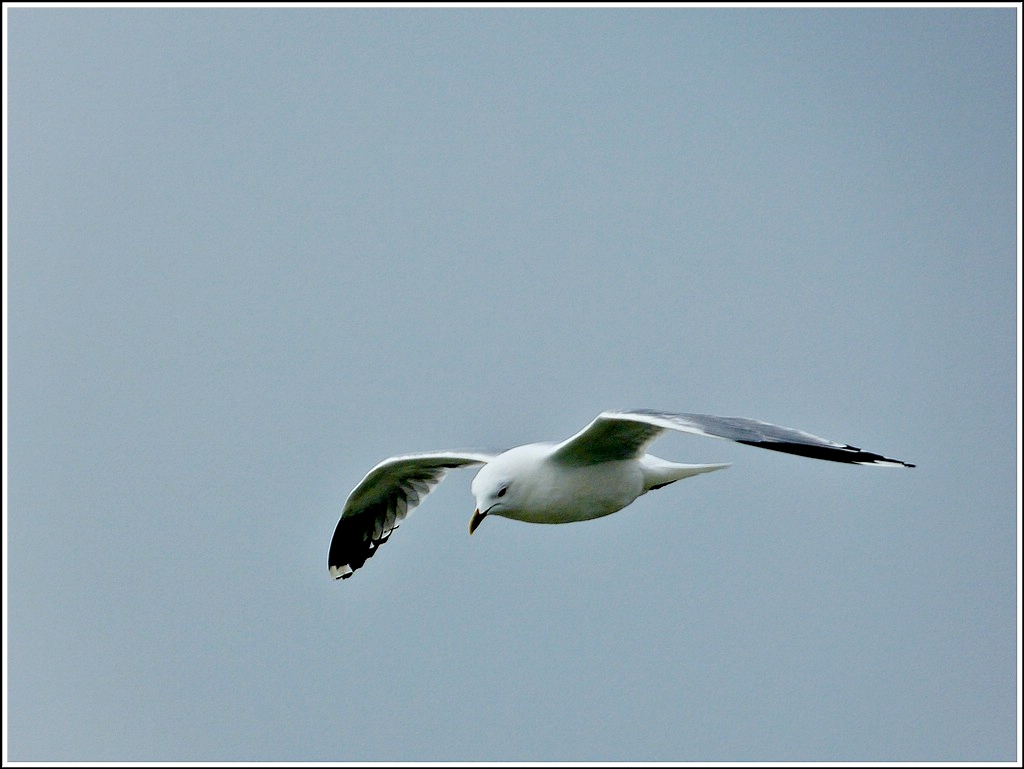 Silbermwe im Flug. 08.05.2012 (Jeanny)