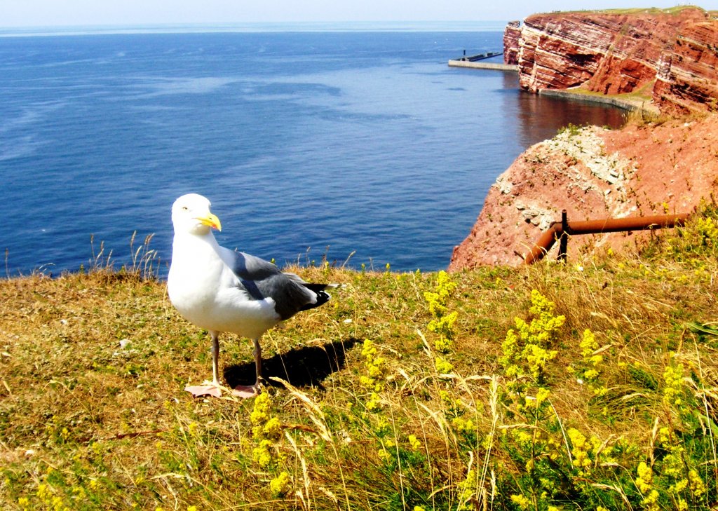 Silbermwe (HELGOLAND, Kreis Pinneberg/Deutschland, 13.07.2006)