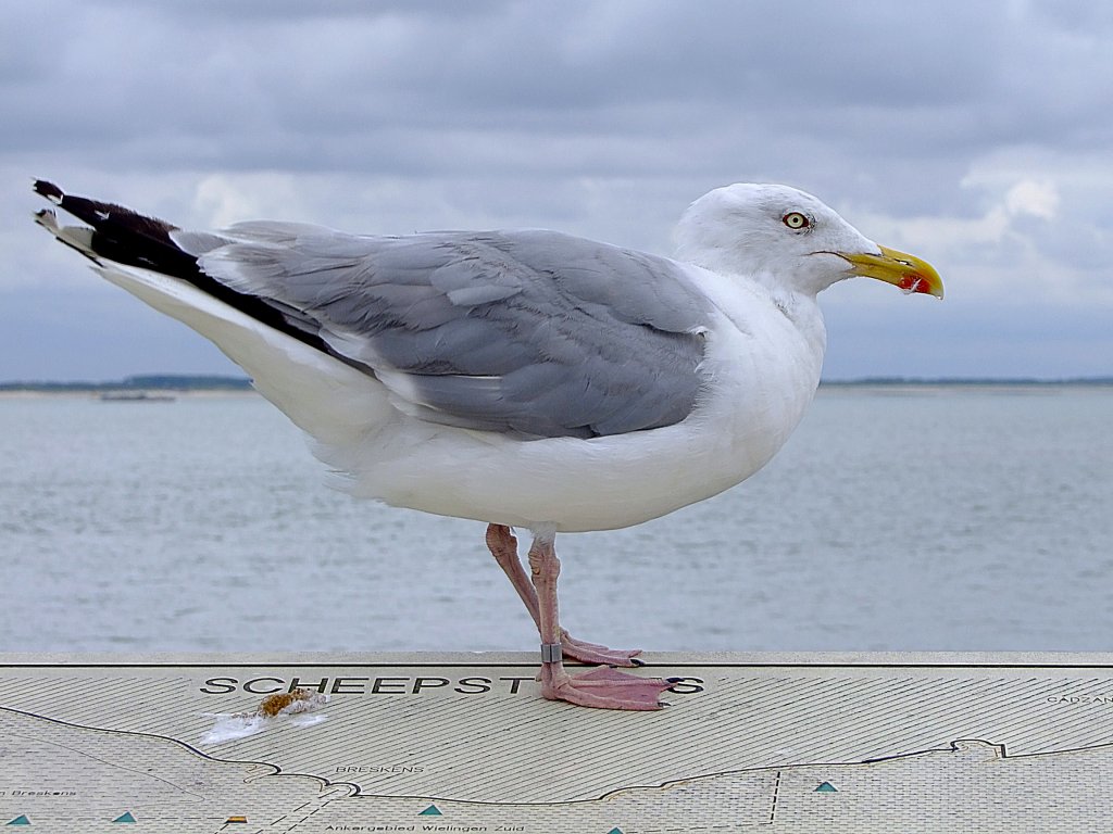 Silbermwe (Larus argentatus), hat im Hafen von Vlissingen ein kleines Andenken hinterlassen;110830