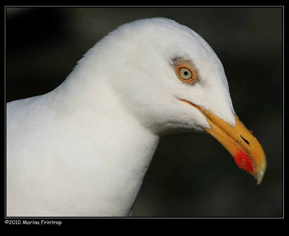 Silbermwe (Larus argentatus) - Mullion Harbour, Cornwall UK.