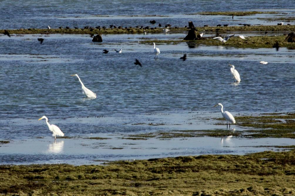 Silberreiher am Lac du Der; 17.11.2011