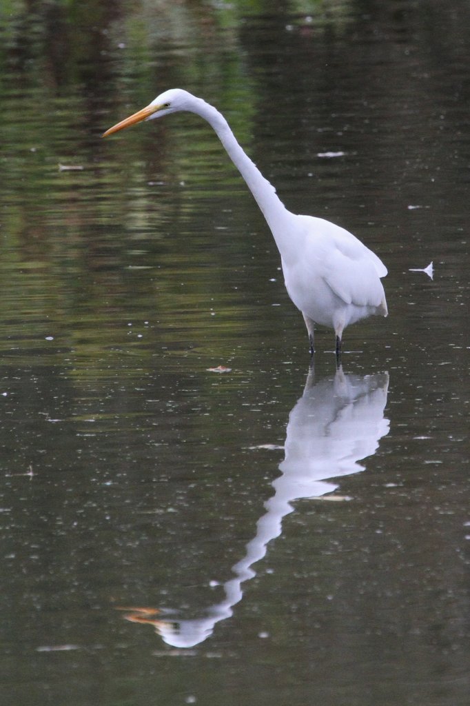 Silberreiher (Casmerodius albus oder auch Ardea alba) am 2.10.2010 auf dem Gebiet des Royal Botanical Gardens in Hamilton,Ont.