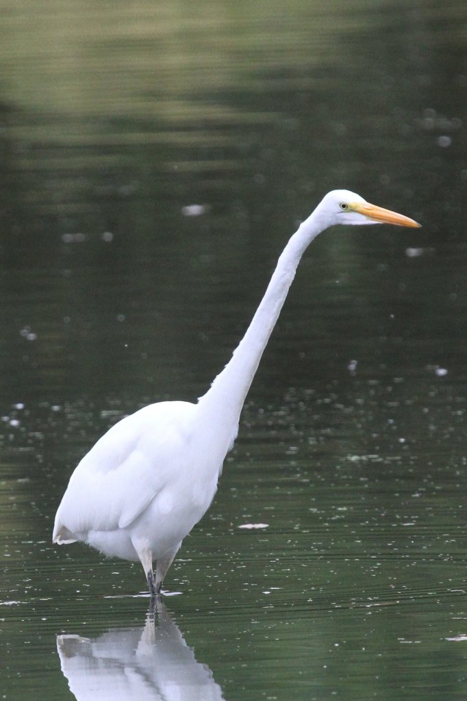 Silberreiher (Casmerodius albus oder auch Ardea alba) am 2.10.2010 auf dem Gebiet des Royal Botanical Gardens in Hamilton,Ont.