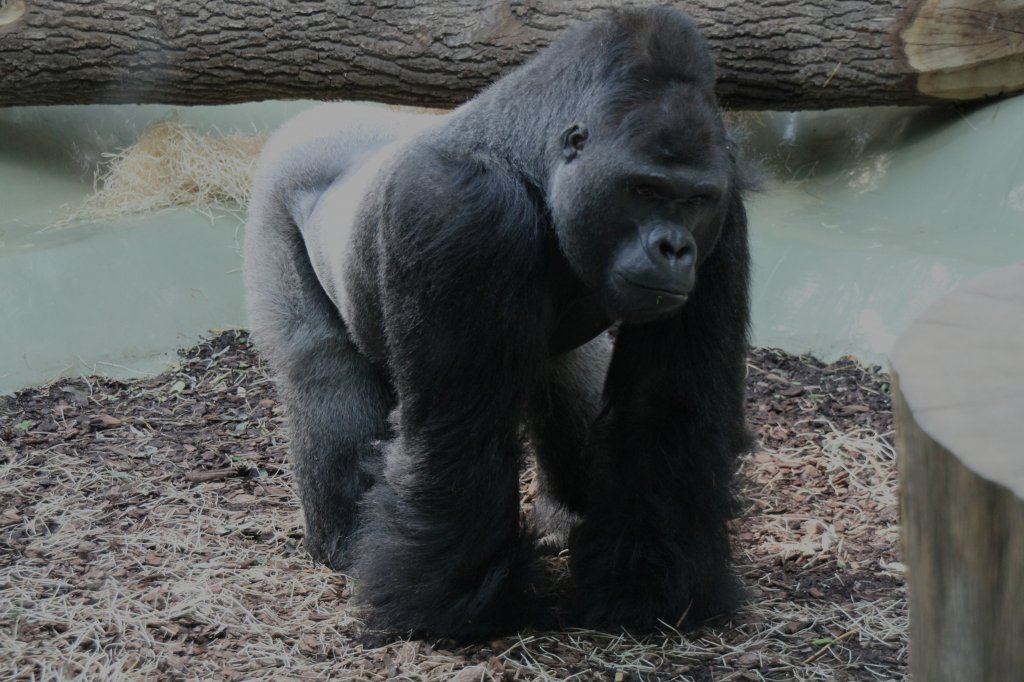 Silberrcken Ivo am 11.3.2010 im Zoo Berlin.