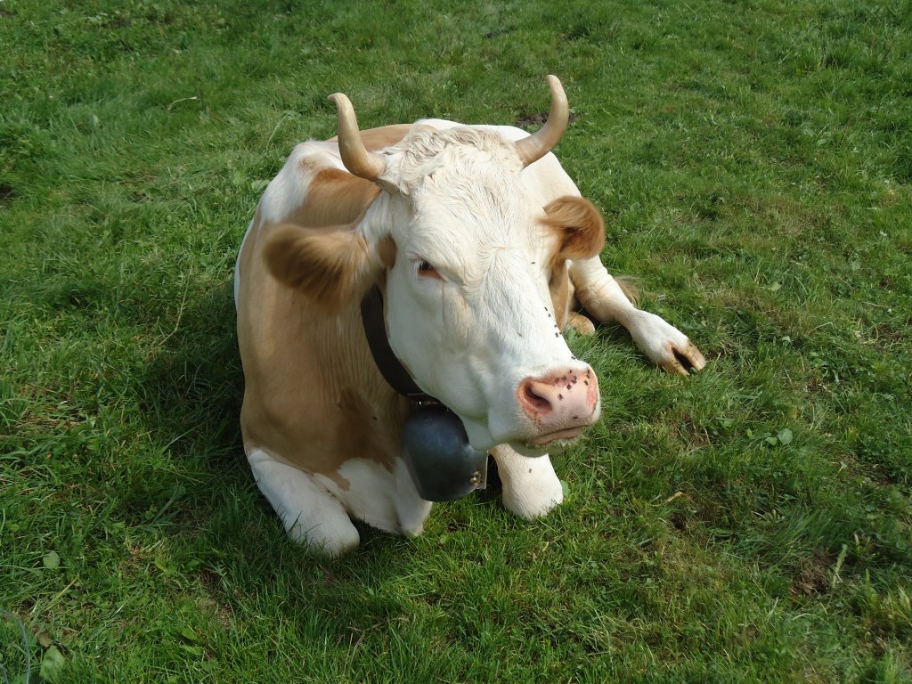 Simmentaler-Kuh am 4. September 2010 in Wachseldorn