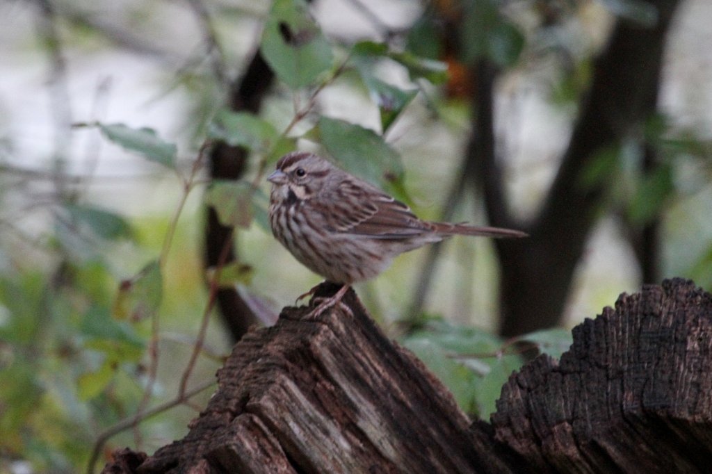 Singammer (Melospiza melodia) am 6.10.2010 in Burlington,ON.