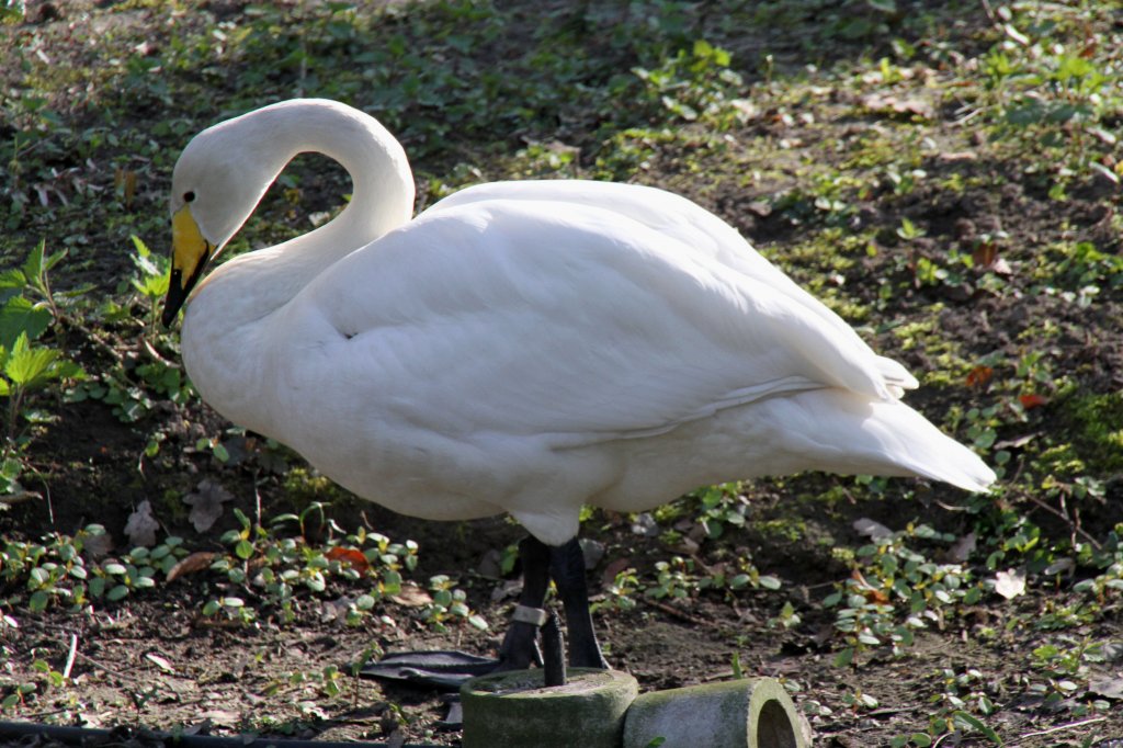 Singschwan (Cygnus cygnus) am 18.4.2010 im Tierpark Berlin.