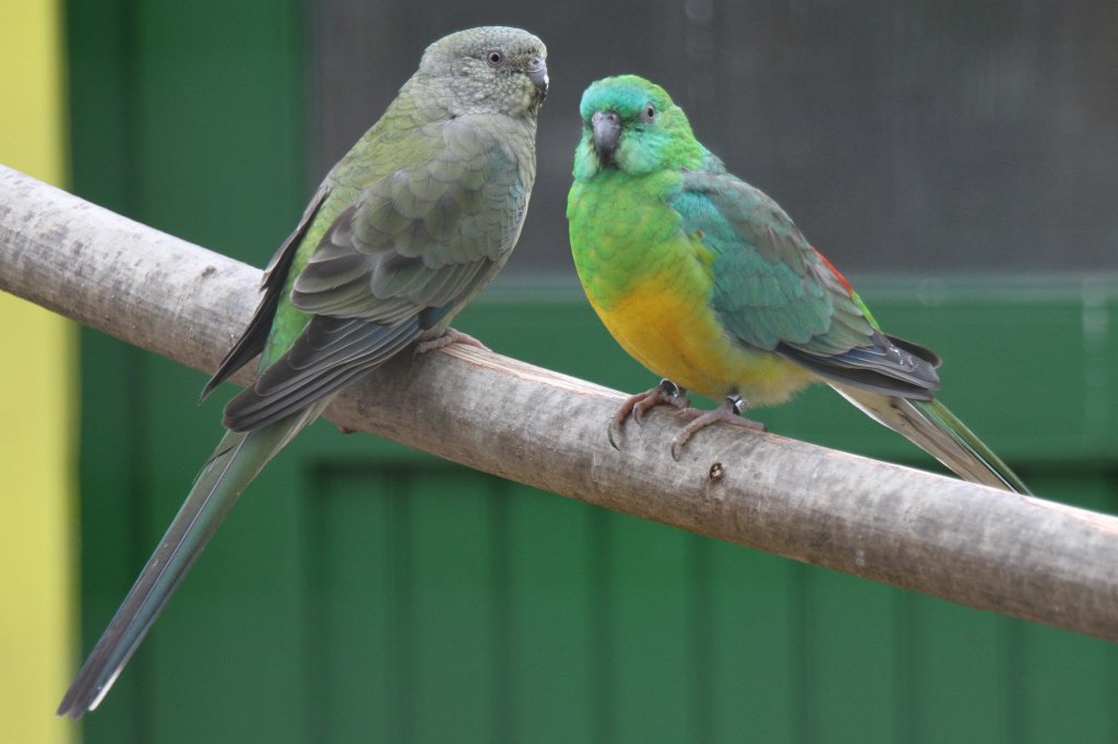 Singsittich-Prchen (Psephotus haematonotus) am 1.5.2010 im Tierpark Bad Ksen.