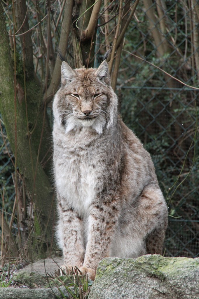 Sitzender Nordluchs (Lynx lynx) am 9.2.2010 im Zoo Karlsruhe.

