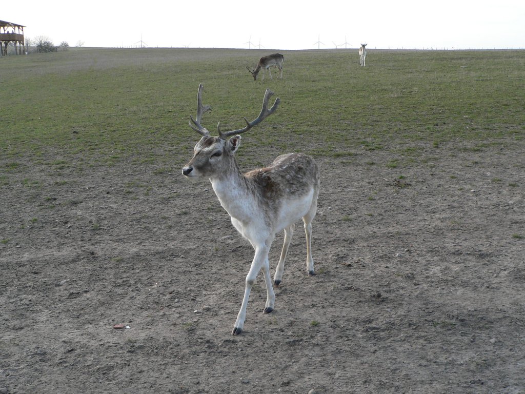 Skeptisch blickender Hirsch im Damwildgehege Gut Hirschaue bei Frstenwalde. 2005